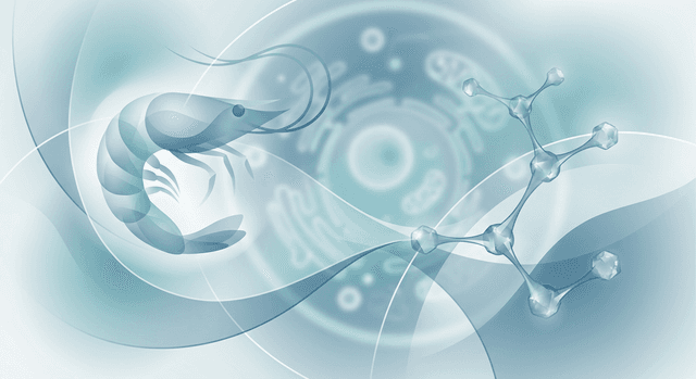 Can I take gabapentin if I have a shrimp allergy?